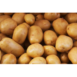 Pomme de terre