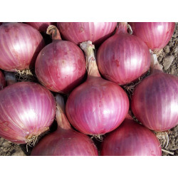Oignons