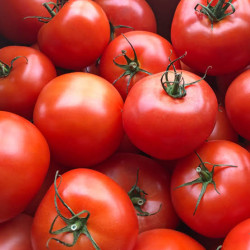 Tomate