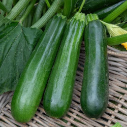 Courgettes