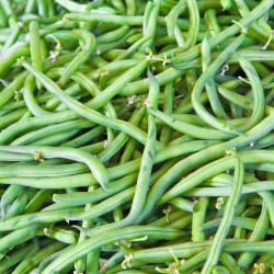 Haricots