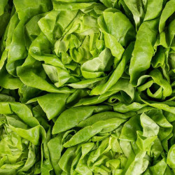laitue salade
